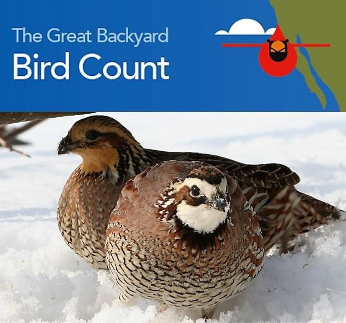 Backyard Bird Count
 2019 Great Backyard Bird Count
