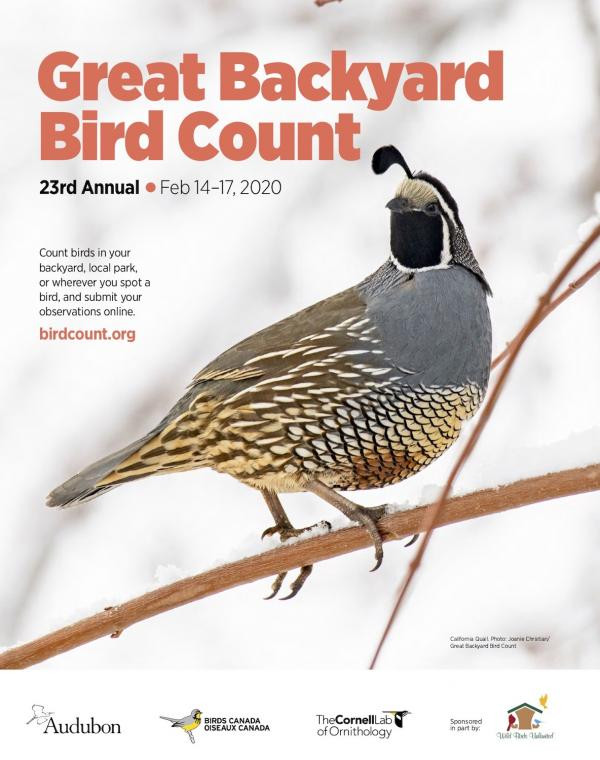 Backyard Bird Count
 Give Birds Your Love Valentine s Day The Next Great