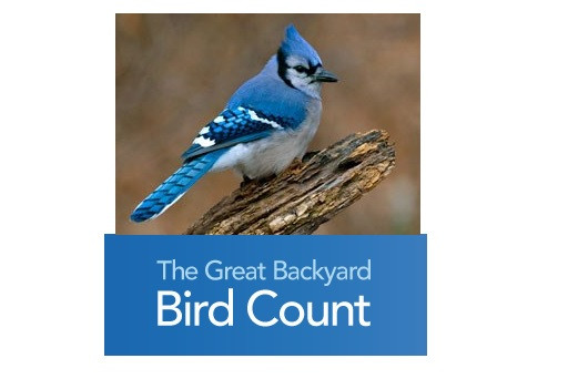 Backyard Bird Count
 Great Backyard Bird CountCentral Penn Parent