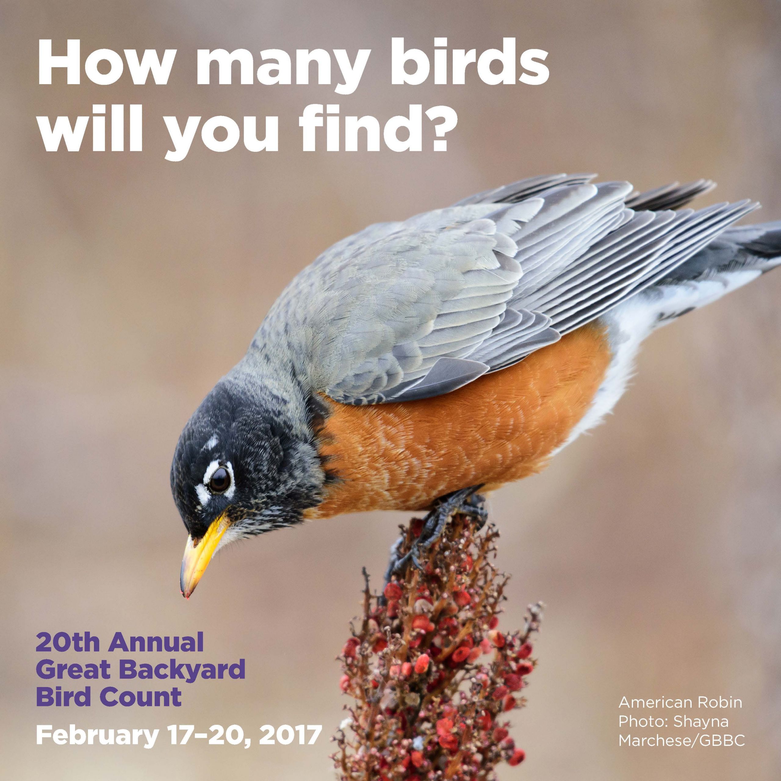 Backyard Bird Count
 The Great Backyard Bird Count 2017