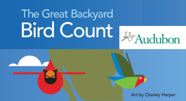 Backyard Bird Count
 The Great Backyard Bird Count Chapelboro