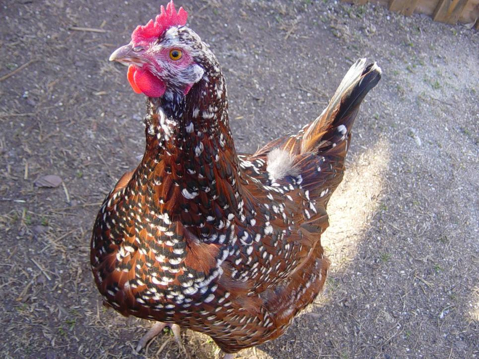 Backyard Chickens Breeds
 10 Most Popular Chicken Breeds for Beginner Backyard