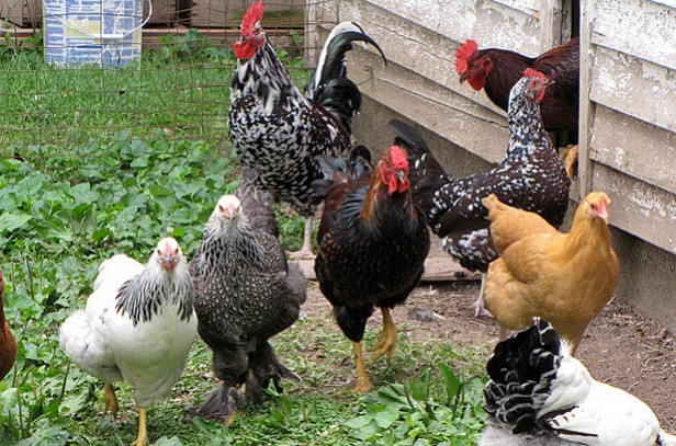 Backyard Chickens Breeds
 4 Basic Types of Poultry Breeds for Backyard Chickens