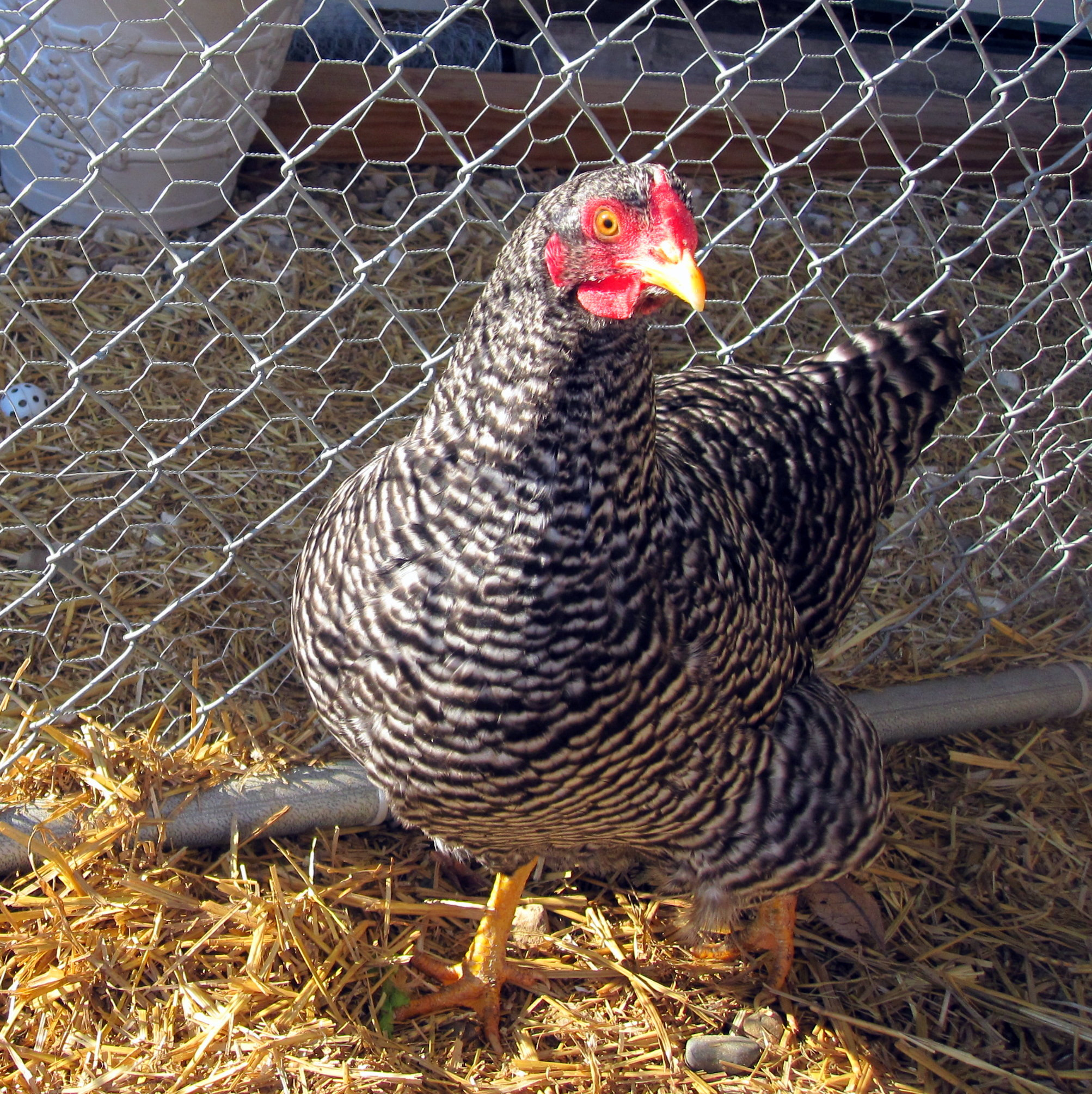 Backyard Chickens Breeds
 Meet the Girls and learn about three backyard chicken
