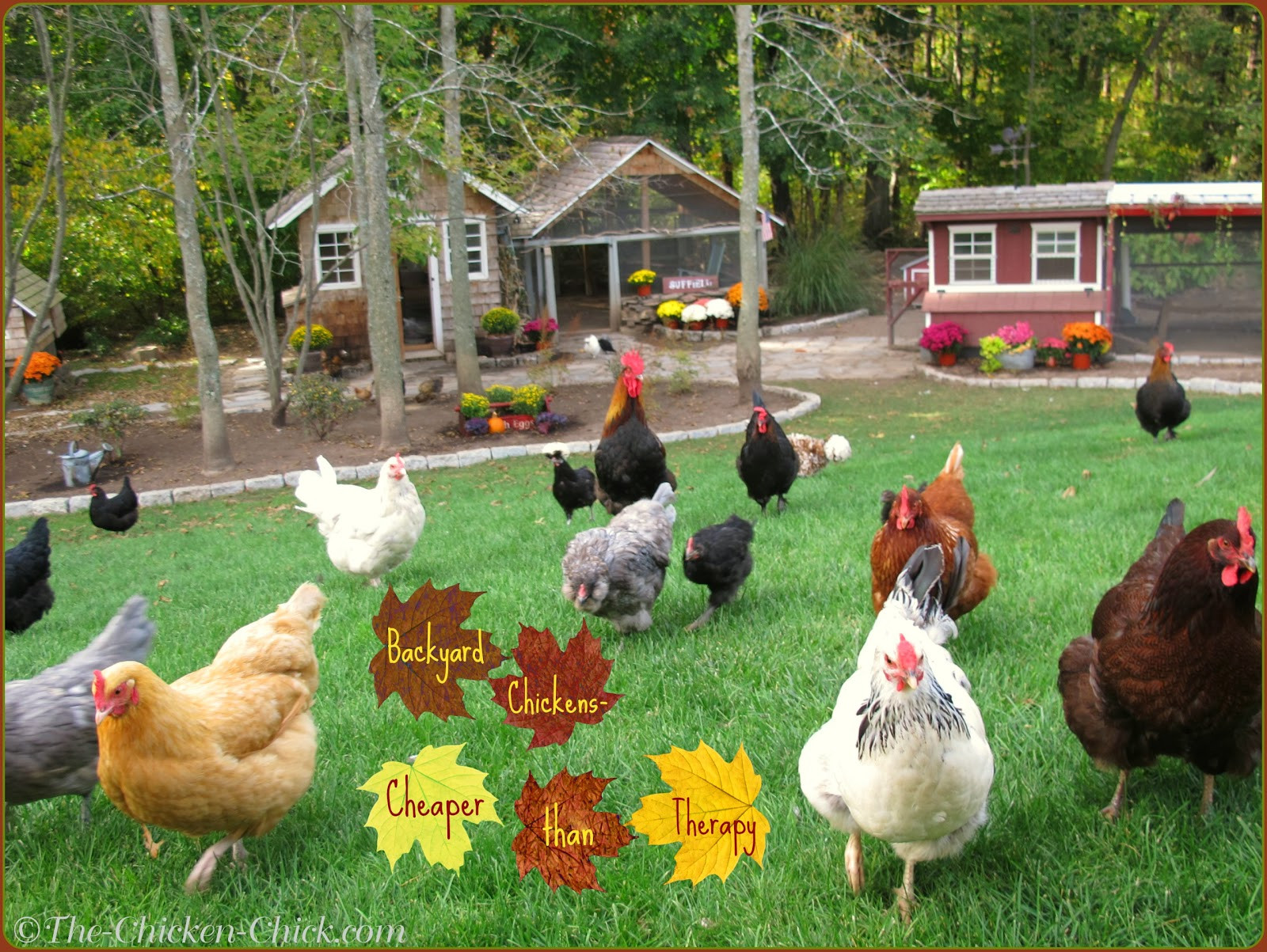 Backyard Chickens Breeds
 Tips for Selecting Chicken Breeds The Breed I Need