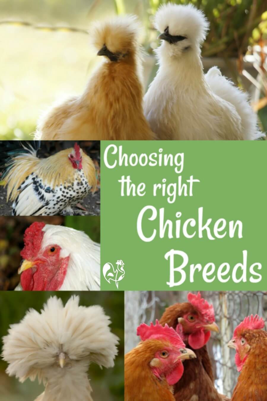Backyard Chickens Breeds
 Backyard chicken breeds with pictures