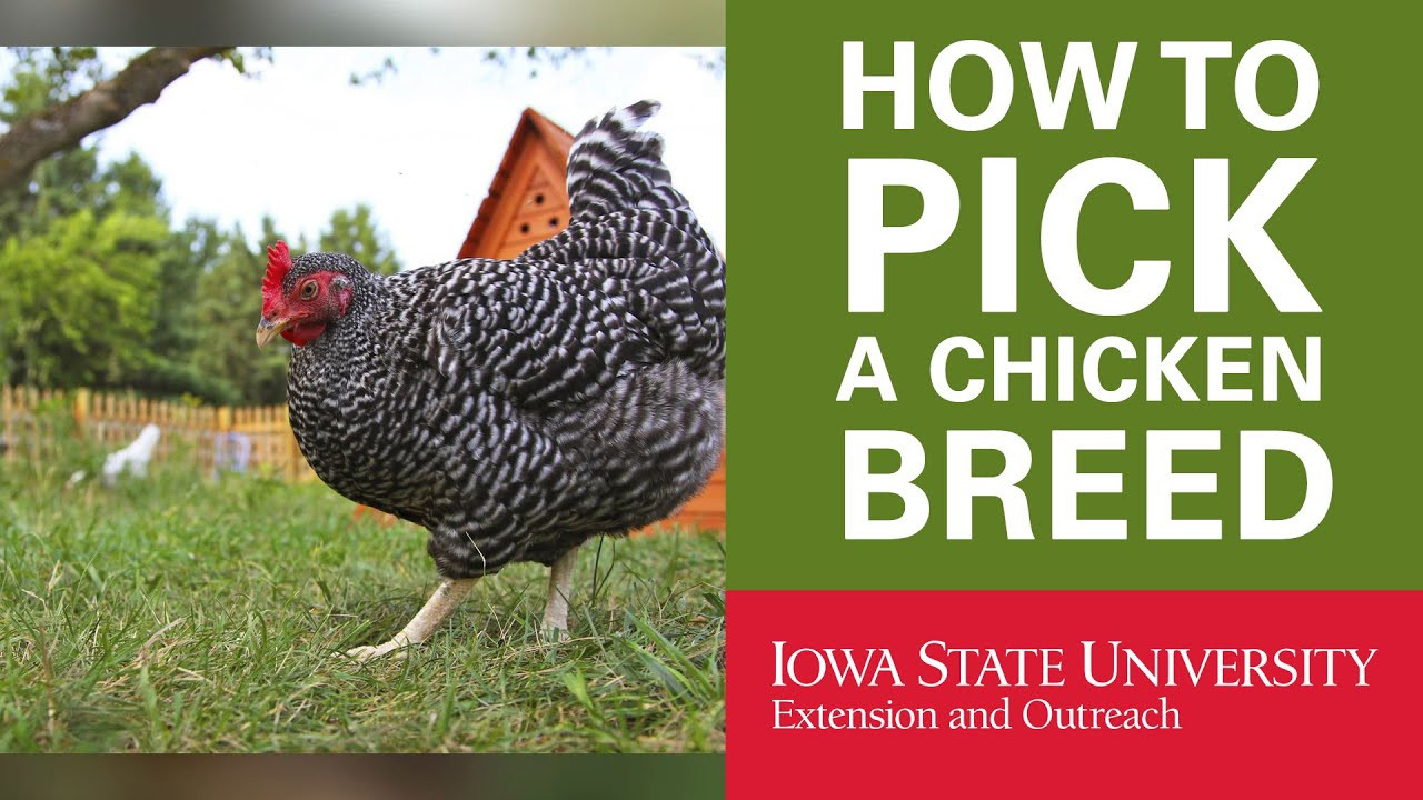 Backyard Chickens Breeds
 Backyard Chickens How to Pick Your Breed of Chicken