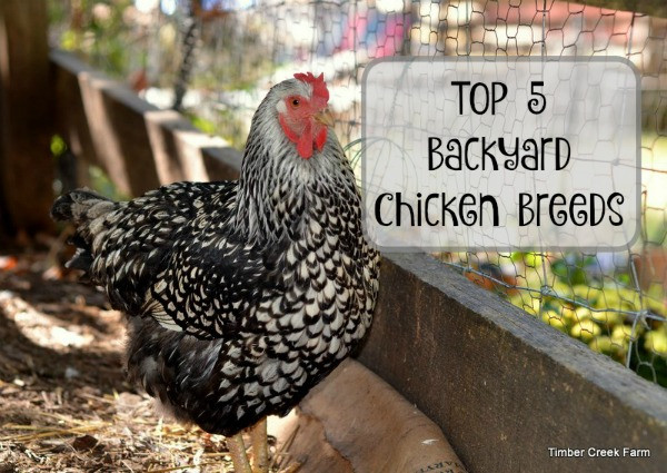 Backyard Chickens Breeds
 Best Backyard Chickens Timber Creek Farm