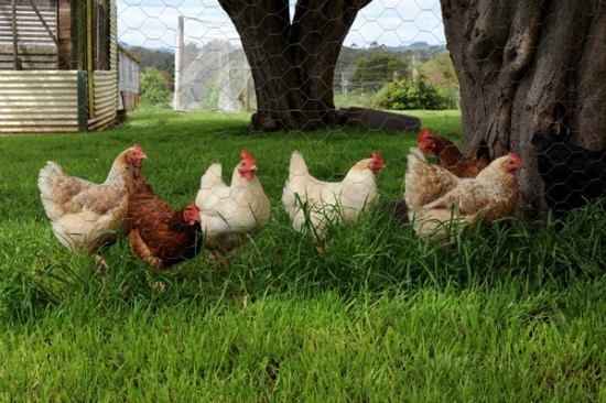 Backyard Chickens Breeds
 What are the Best Chicken Breeds for Backyards e