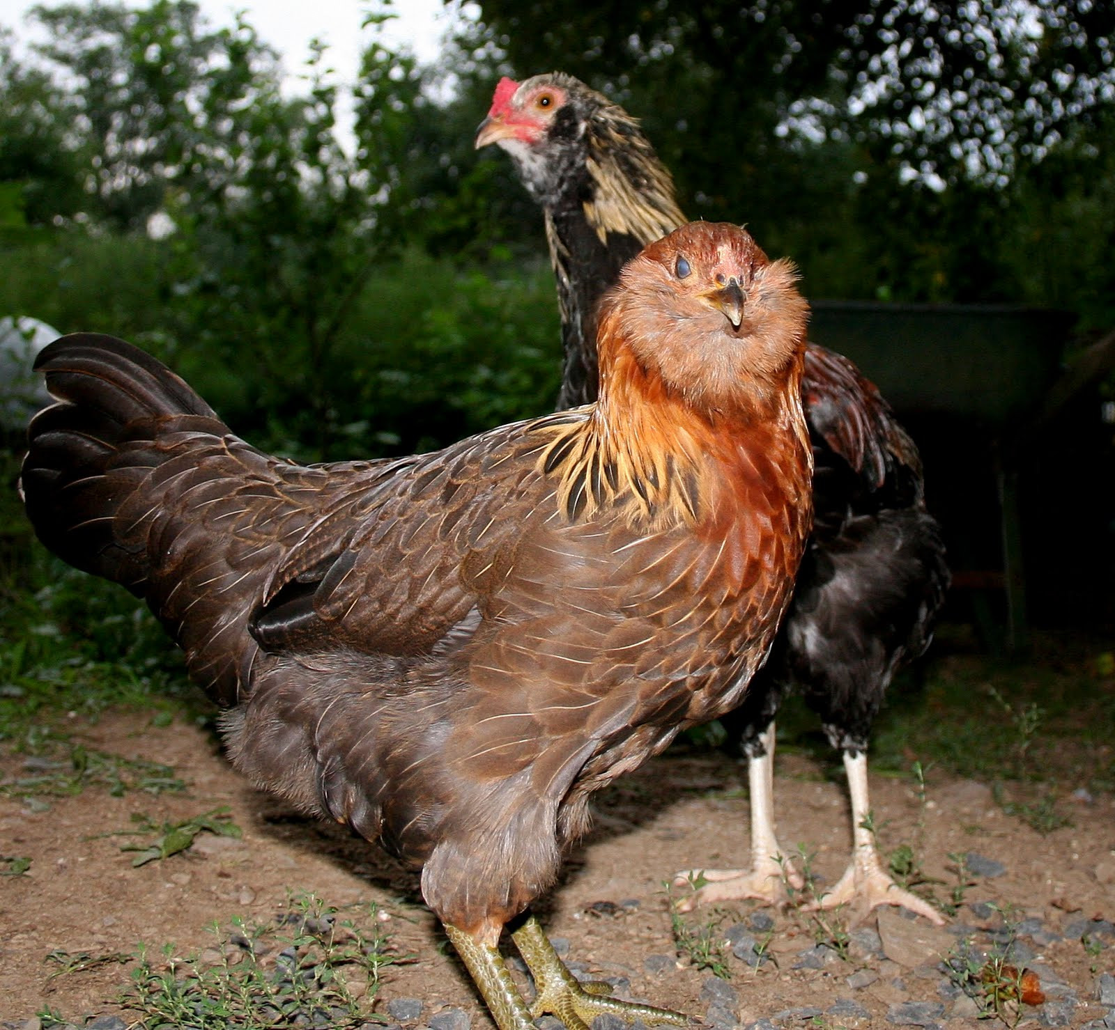 Backyard Chickens Breeds
 15 Popular Breeds Chickens For Raising As a Backyard