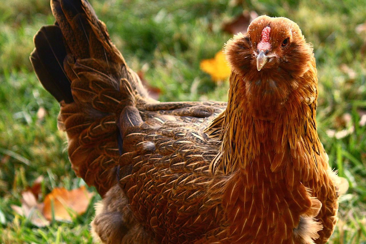 Backyard Chickens Breeds
 Chicken Breeds for the Small Farm or Backyard Flock