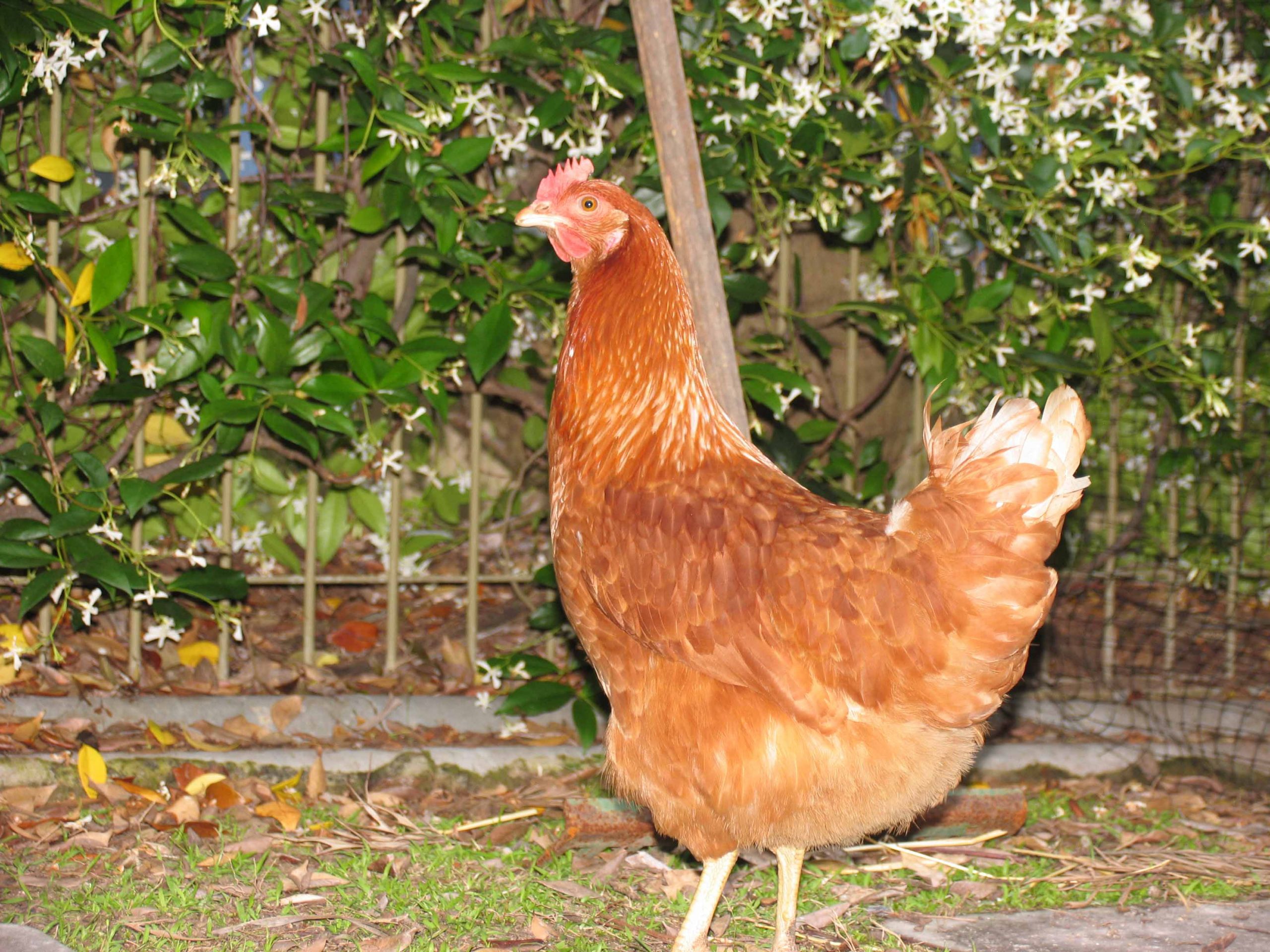 Backyard Chickens Breeds
 Owning Backyard Chickens – What Breed