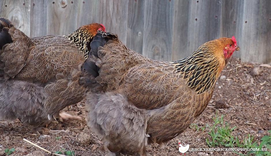Backyard Chickens Breeds
 The Top 8 Best Laying Hens For Backyard Chickens