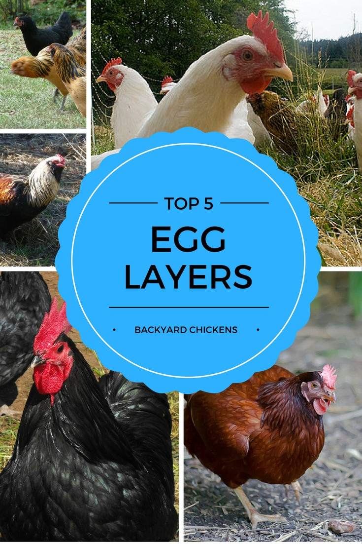 Backyard Chickens Breeds
 Top 5 Best Egg Laying Chickens