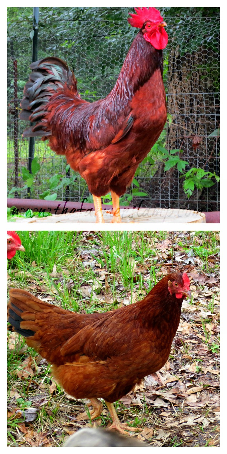 Backyard Chickens Breeds
 Saving Heritage Chicken Breeds Backyard Poultry