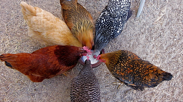 Backyard Chickens Breeds
 15 Popular Breeds Chickens For Raising As a Backyard