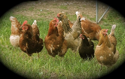 Backyard Chickens Breeds
 Tips for Selecting Your Chicken Breed