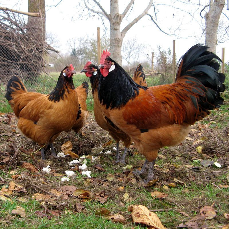 Backyard Chickens Breeds
 Wernermoliors Member Page
