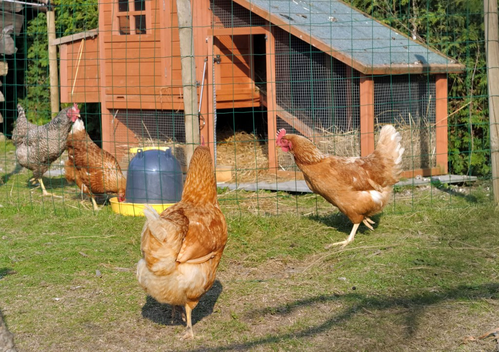 Backyard Chickens Breeds
 Backyard Chickens 5 Best Breeds for Egg Layers