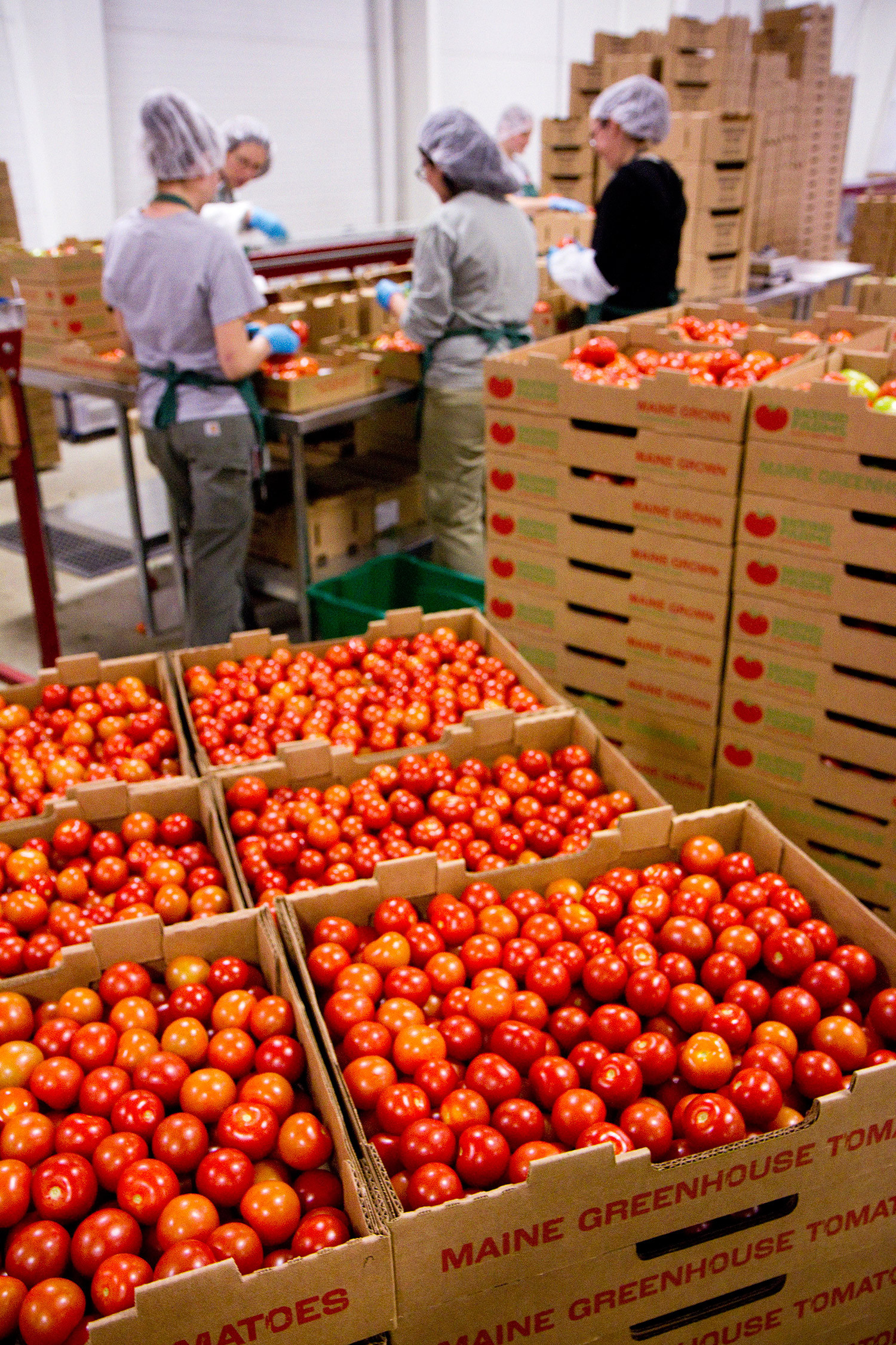 Backyard Farms Madison Maine
 Vine ripened tomatoes at Backyard Farms in Madison Press