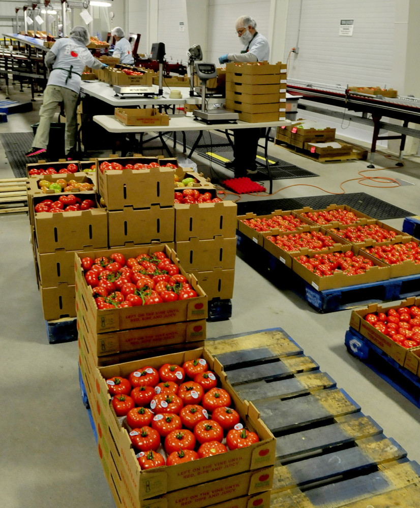 Backyard Farms Madison Maine
 Madison grower Backyard Farms resumes tomato production
