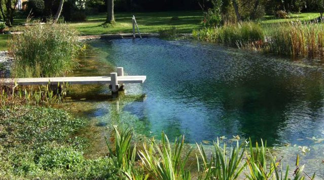 Backyard Swimming Pond
 All about natural swimming pools Green Home Guide