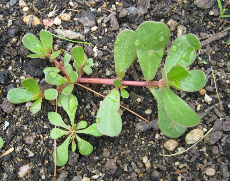 Common Backyard Weeds
 15 mon Lawn And Garden Weeds Guide To Weed