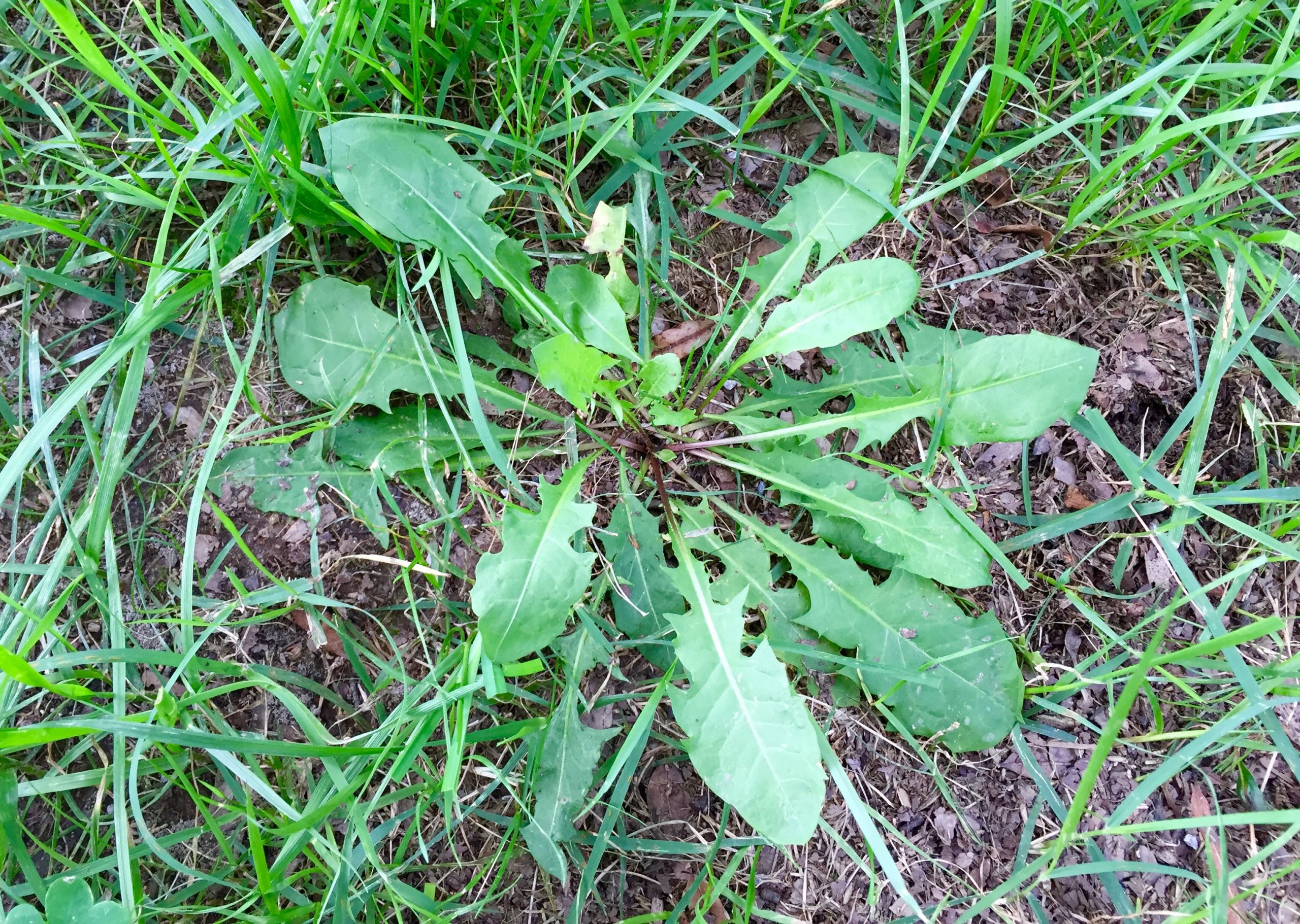 Common Backyard Weeds
 This mon Yard Weed is an Anti Cancer Powerhouse