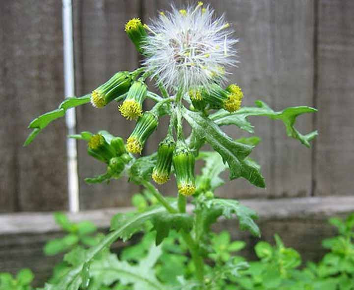 Common Backyard Weeds
 Quiz on Annual Garden Weeds Recognition and Identification