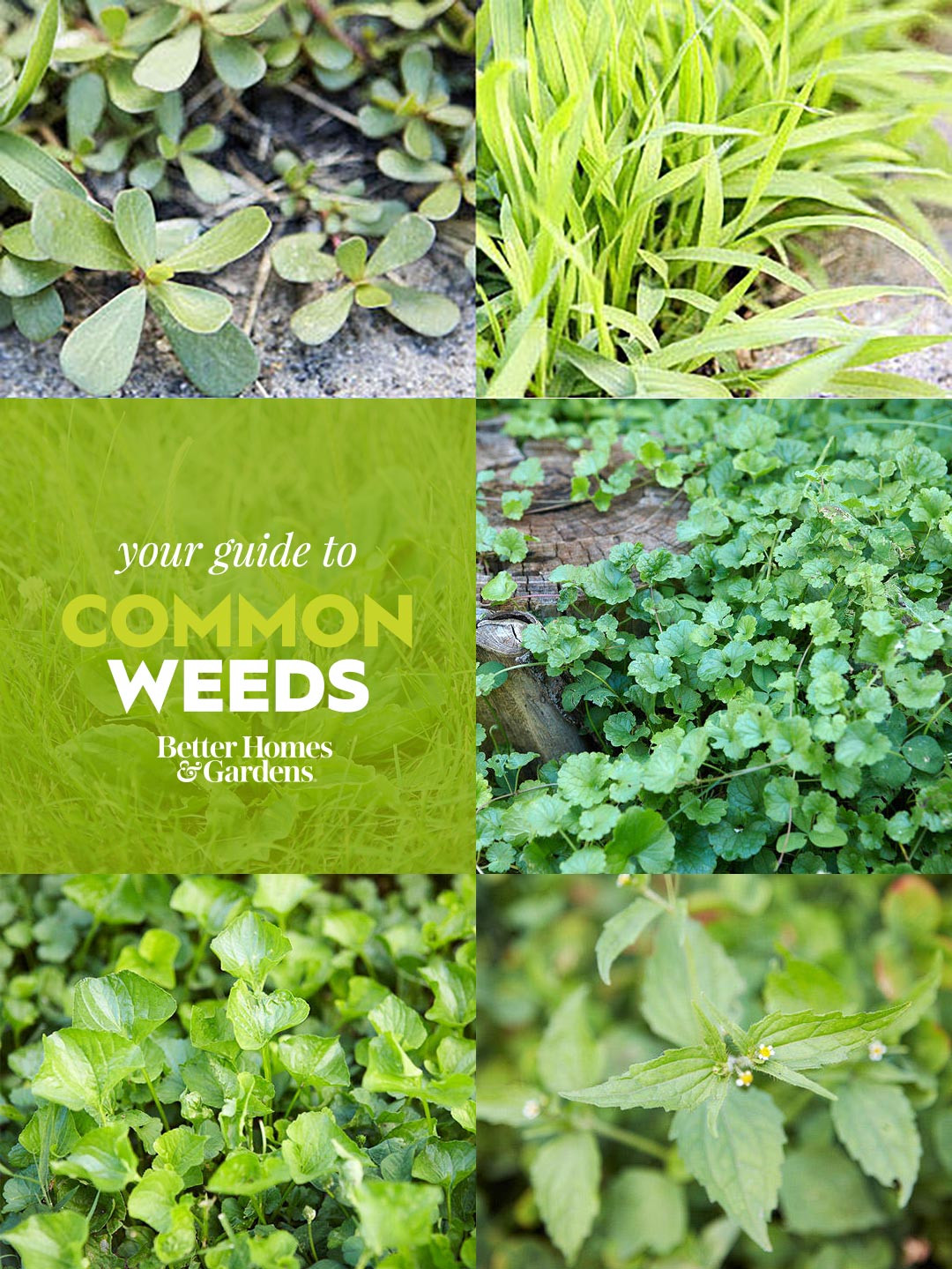 Common Backyard Weeds
 Weed Identification Guide