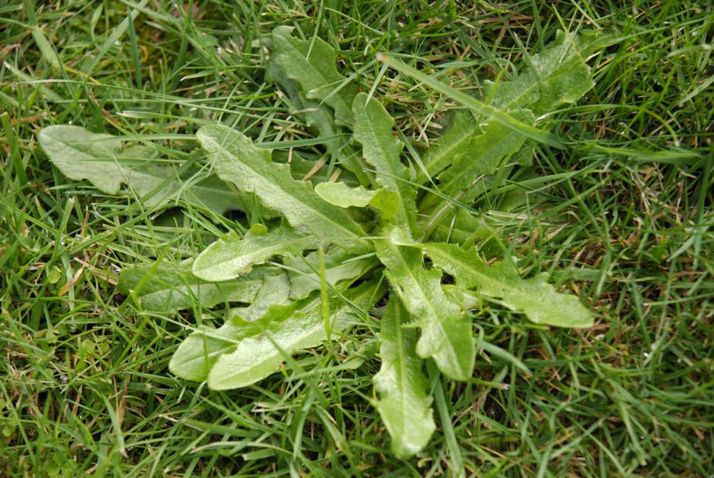 Common Backyard Weeds
 mon Types of Household Weeds and How Damaging They Are