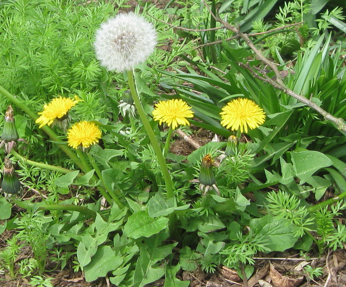 Common Backyard Weeds
 Organic Weeding for Diversity Taste and Great Gardening