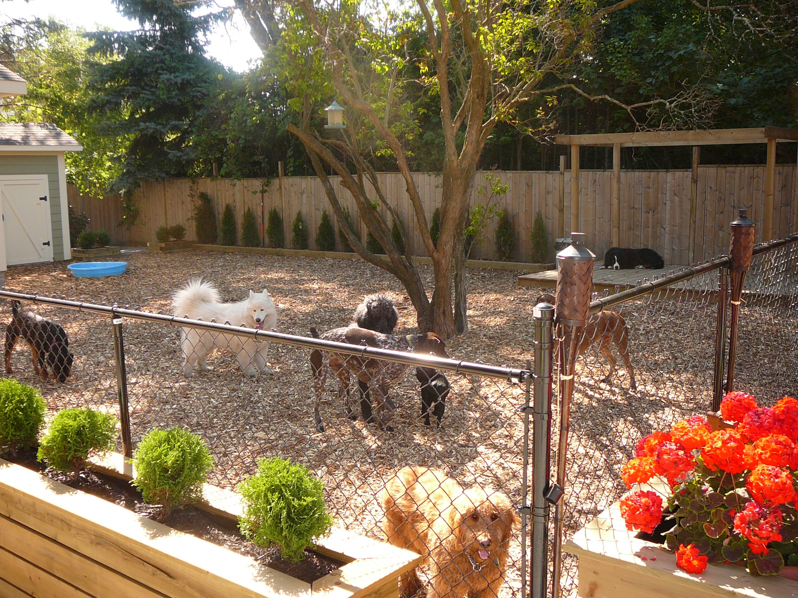 Dog Friendly Backyard Landscaping
 8 Dog Friendly Backyard Ideas