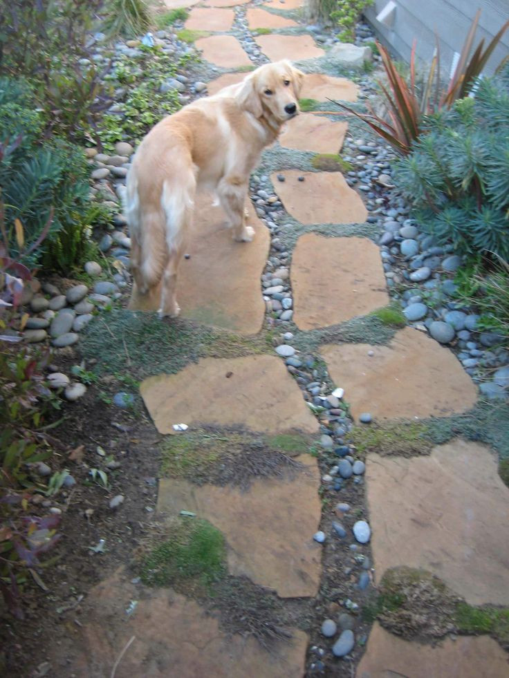 Dog Friendly Backyard Landscaping
 17 Best images about Pet Friendly Landscaping Design on
