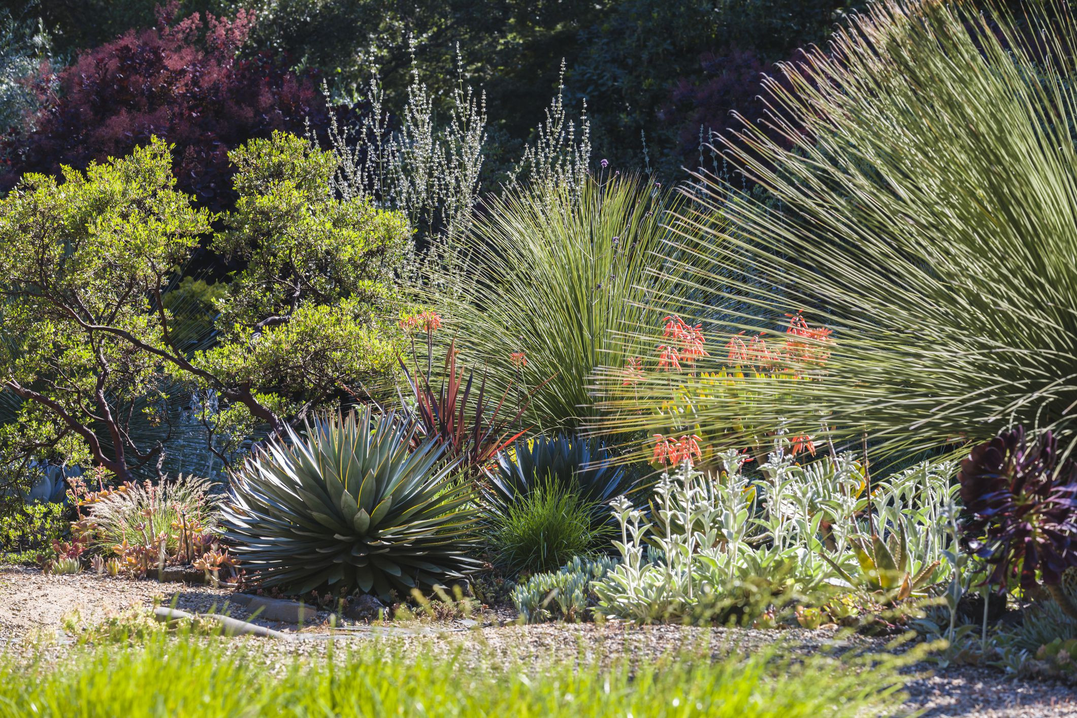 Drought Tolerant Plants Landscape Design
 15 Best Plants for Drought Tolerant Gardens