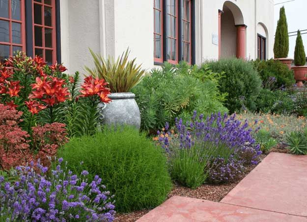 Drought Tolerant Plants Landscape Design
 Drought Tolerant Plant Ideas For Your Homestead