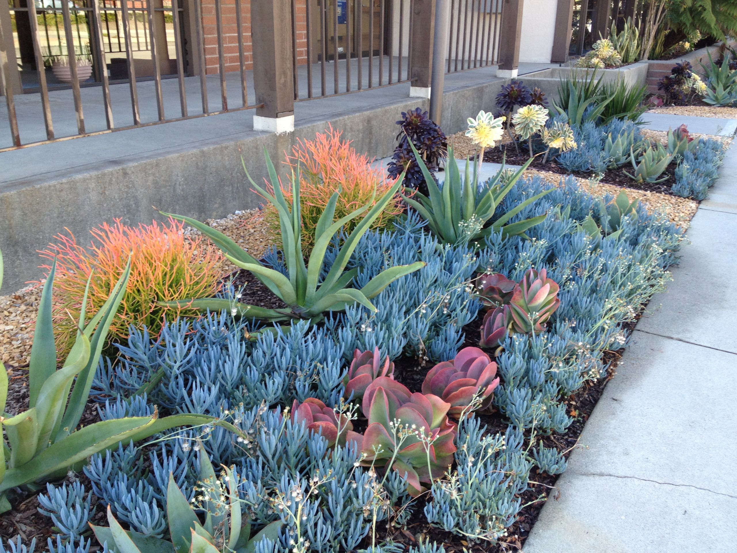 Drought Tolerant Plants Landscape Design
 Landscape Contractor Los Angeles CA
