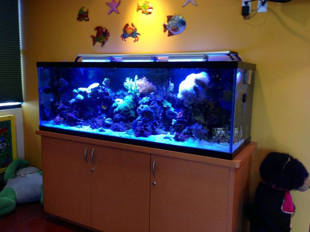 Fish Tanks for Kids Rooms Beautiful Fish Tank In the Waiting Room and Cleaning area the Kids