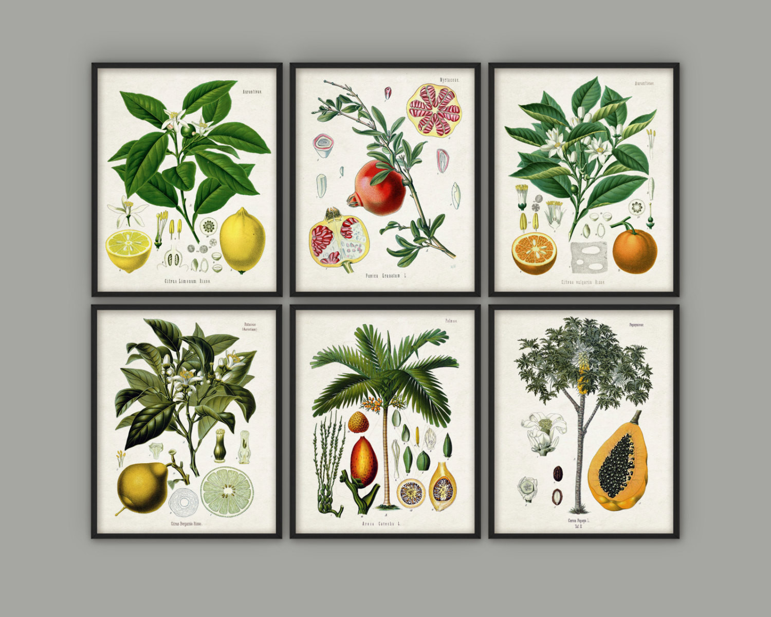 Fruit Wall Art Kitchen
 Tropical Fruit Print Set 6 Kitchen Fruit Wall Art Lemon