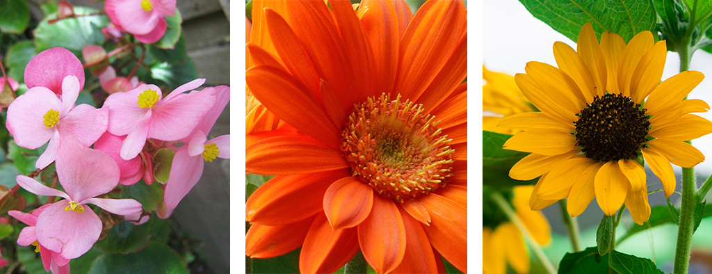 Living Color Garden Center
 Perennial Blooming Calendar for SoFlo