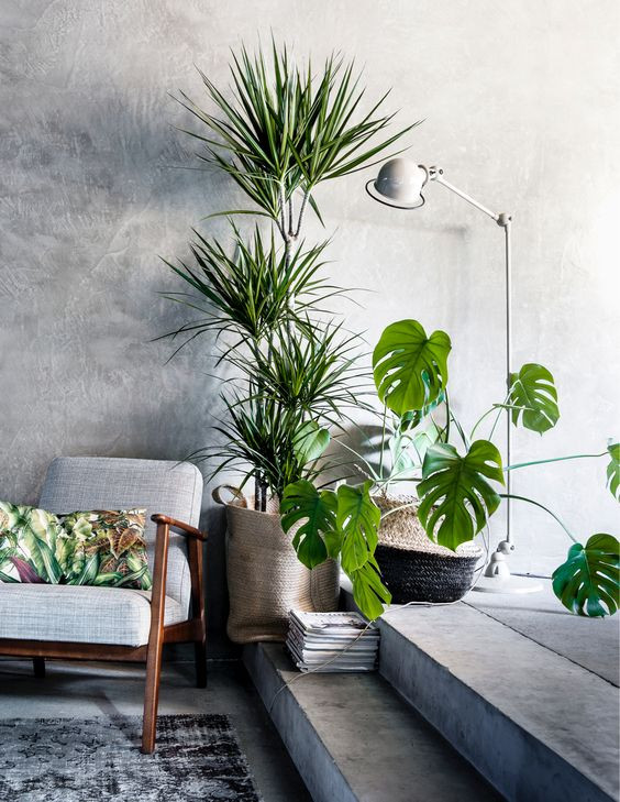Living Room Plant Ideas
 10 Beautiful Ways To Decorate Indoor Plant in Living Room