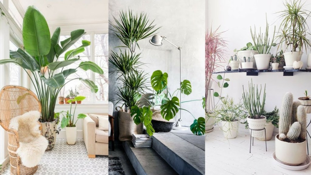 Living Room Plant Ideas
 10 Beautiful Ways To Decorate Indoor Plant in Living Room