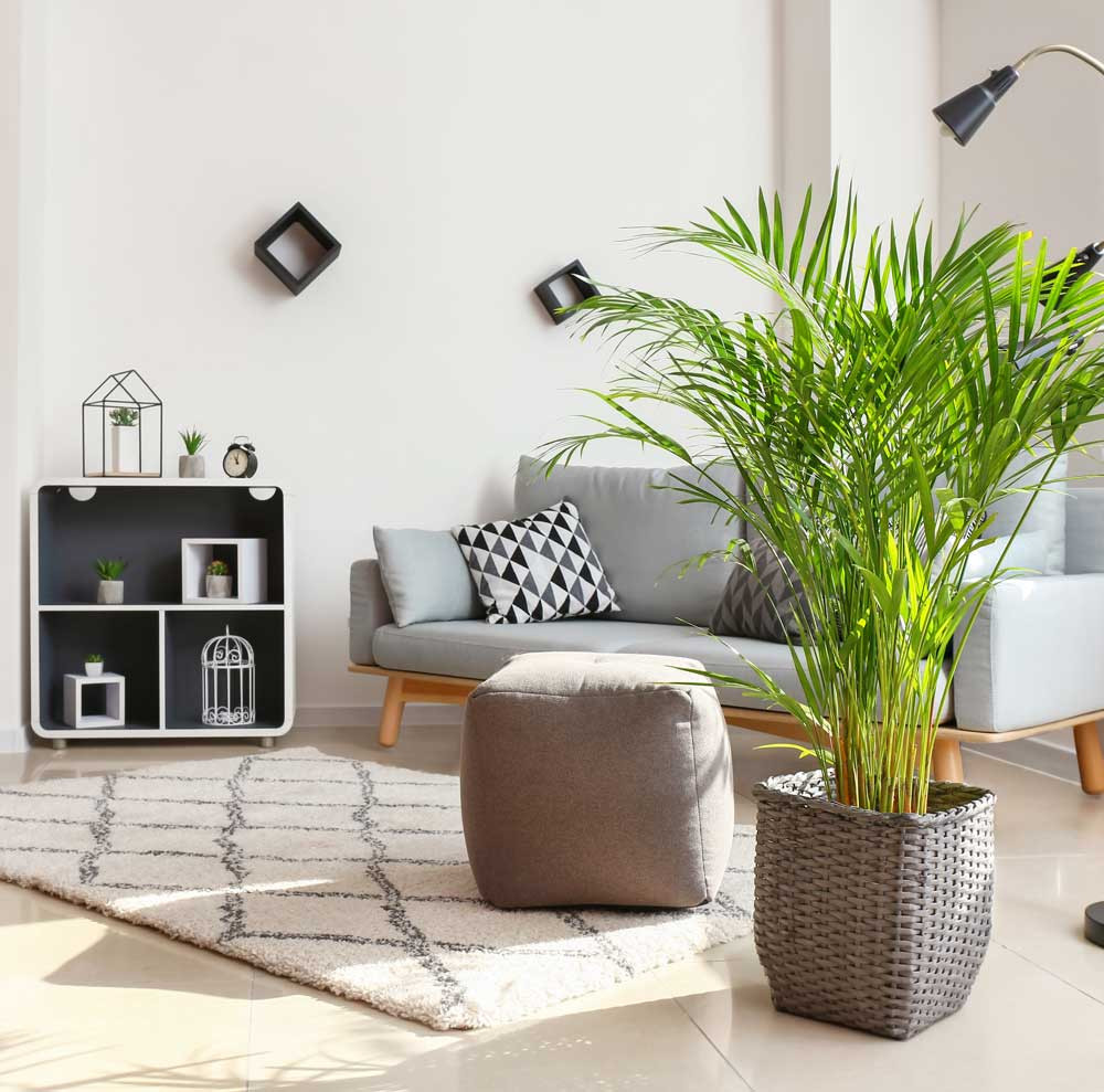 Living Room Plants Decor
 45 Plant Decoration Ideas for Living Rooms
