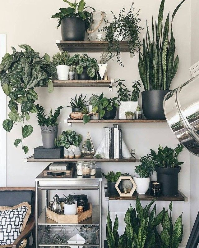 Living Room Plants Decor
 10 Excellent Ideas To Display Living Room Indoor Plants