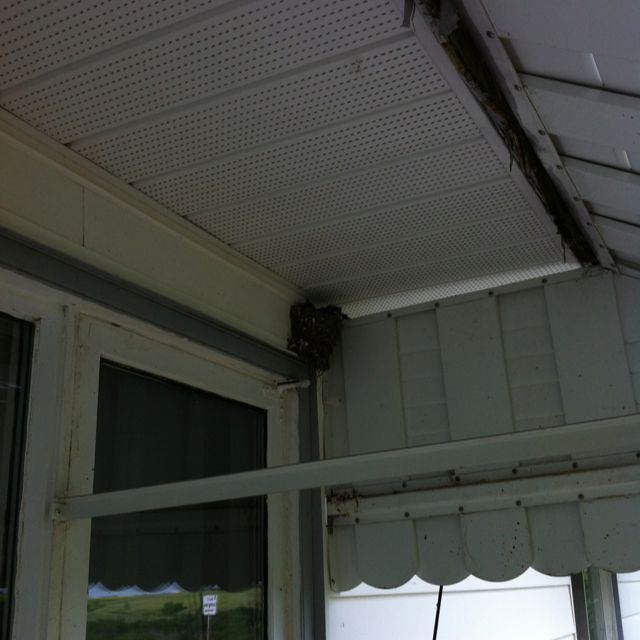 Nest Garage Door
 Best place for their nest