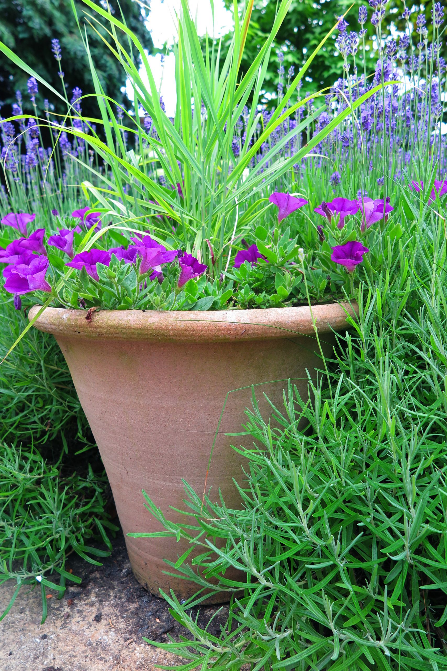 Outdoor Landscape Pots
 The best plants for amazingly low maintenance garden pots