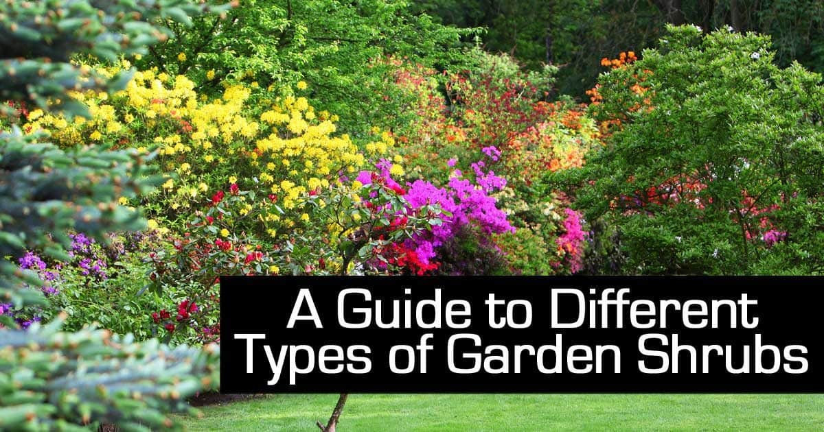 Outdoor Landscape Shrubs
 A Guide to Different Types of Garden Shrubs