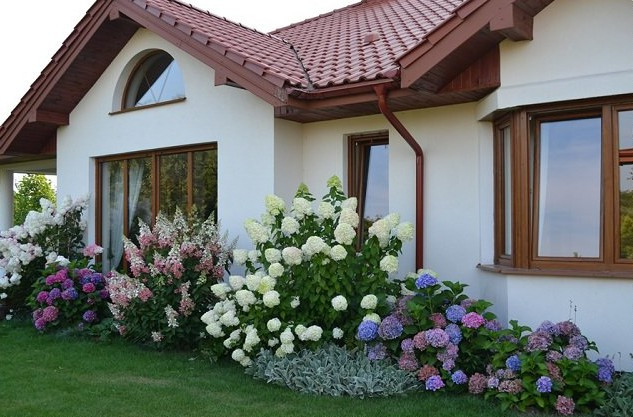 Outdoor Landscape Shrubs
 Landscaping with Hydrangeas