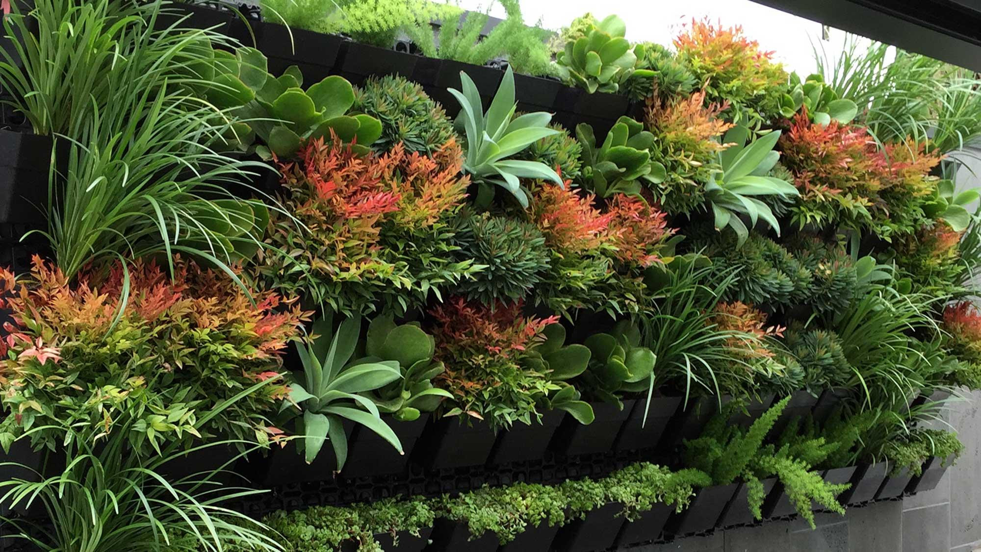 Outdoor Landscape Shrubs
 Best Plants for Vertical Garden Greenkosh