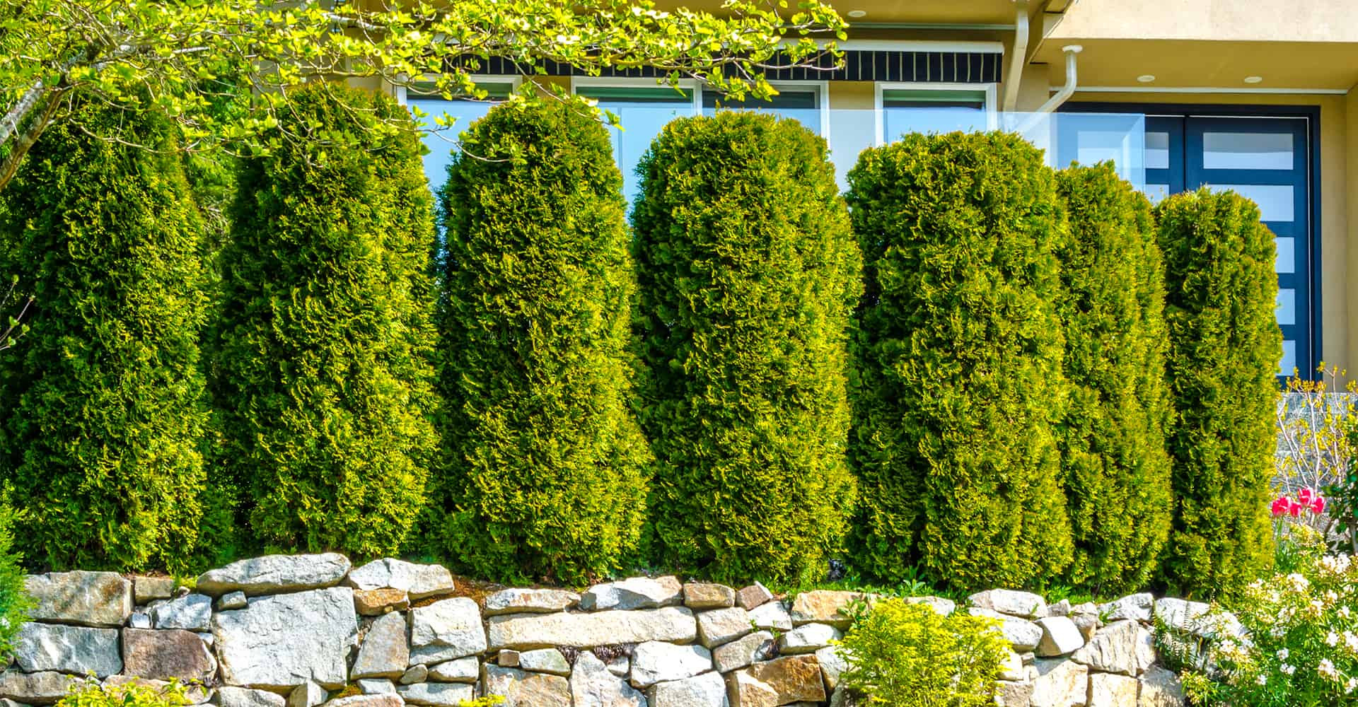 Outdoor Landscape Trees
 7 Fast Growing Trees For Ultimate Privacy In Your Garden